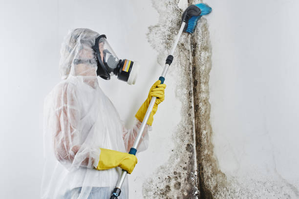 Balfour, NC Mold Remediation Company