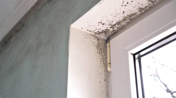Best Bathroom Mold Remediation in Balfour, NC