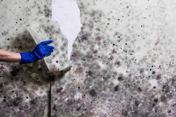  Balfour, NC Mold Removal Pros